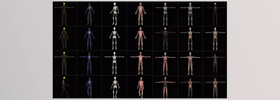 Medical Constructor - Male and Female Anatomy. More than 160+ elements of Nerve, Cardio, Skeletal, Muscular, Organs systems and combinations.