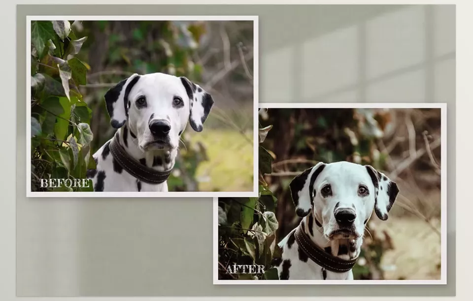 15 Furry Friends lightroom presets - Turn an everyday pet photo into a magazine-worthy shot with rich tones and crisp contrast.