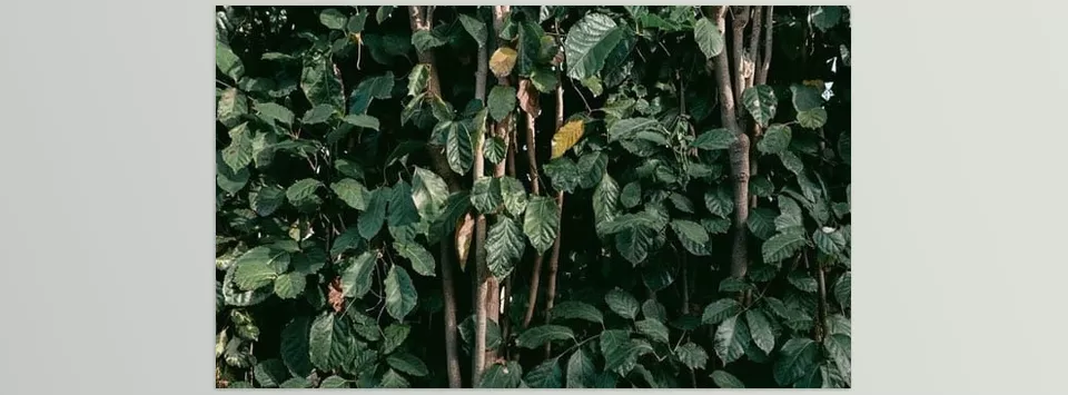 Tropic Colour - Film Presets - Vibrant colors and subtle grain bring a cinematic depth to every detail.