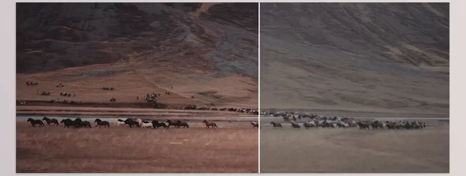 C Log3 Wildlife and Standard Color LUTs - Versatile LUTs