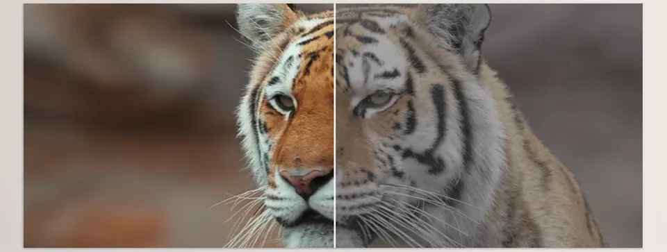 C Log3 Wildlife and Standard Color LUTs - Professional-Grade Results