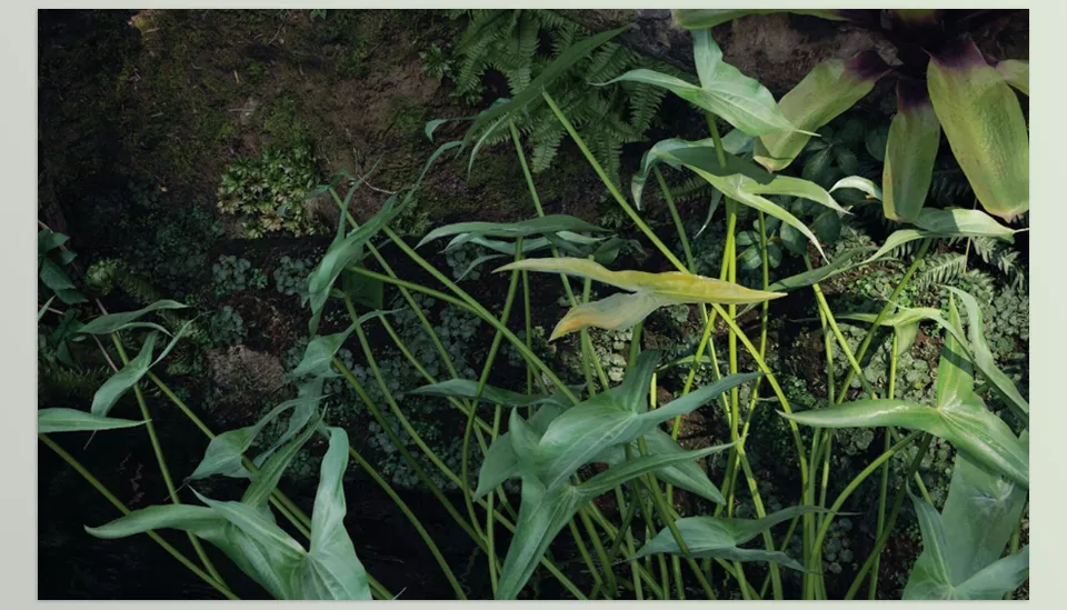 Maxtree - Plant Models Vol 82 - Lush and lifelike—enhance your scenes with realistic 3D foliage.