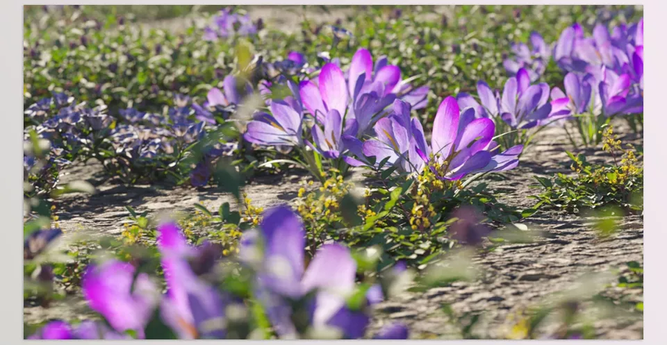 Maxtree - Plant Models Vol 91 - A detailed 3D model of Agapanthus africanus, perfect for natural scene renderings.