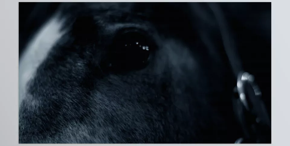 Precision Trailer - Capture brilliant cinematics with no plugins required.