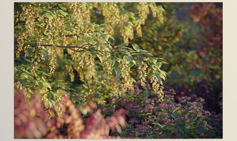 Maxtree - Plant Models Vol 81 - Versatile and realistic plant models, ready for any 3D workflow.