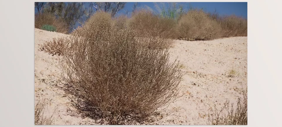 Maxtree - Plant Models Vol 79 - From lush details to optimized performance.