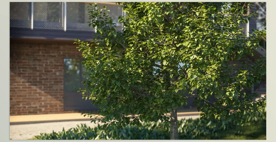 Maxtree - Plant Models Vol 100 - Realistic 3D models of diverse tree species for environmental projects.
