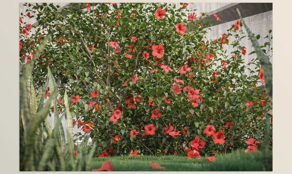 Maxtree - Plant Models Vol 33 NEW - A detailed view of a 3D model showcasing realistic texture and shape.