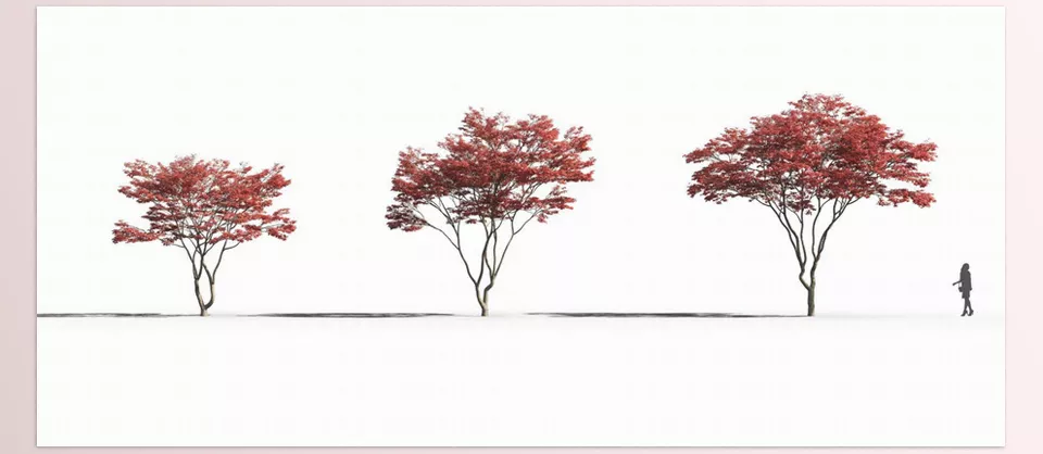 Maxtree - Plant Models Vol 26 - Ideal for architectural visualizations and game developments.
