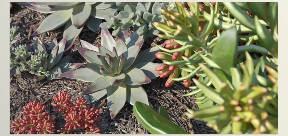 Maxtree - Plant Models Vol 14 - Perfect for archviz and animation, these high-quality plants elevate any natural setting.
