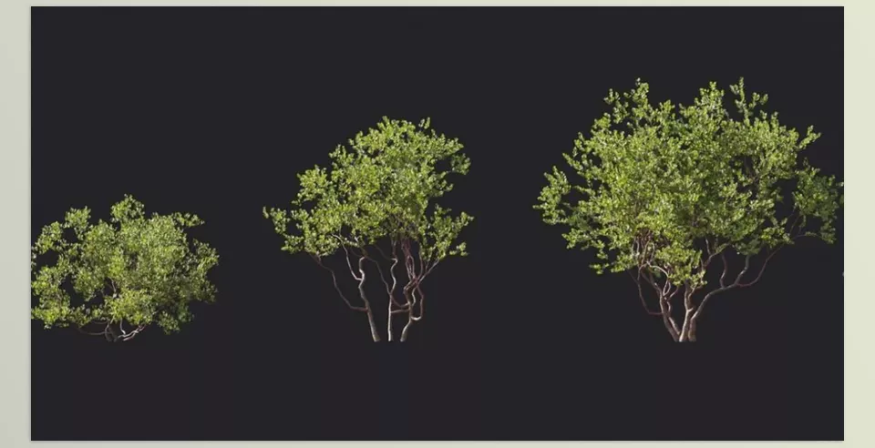 Plant Models Vol 6 - Integrate nature into your digital designs using these precise and detailed plant models.