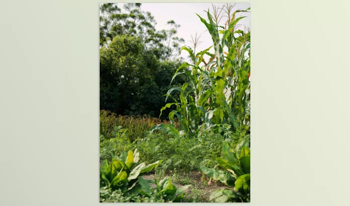 Maxtree – Plant Models Vol 93 Download