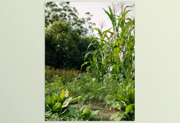 Maxtree – Plant Models Vol 93 Download